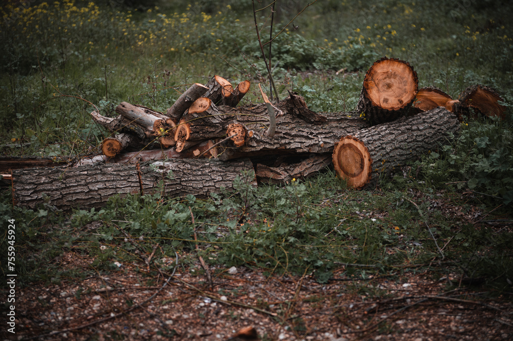 Dramatic photo Cut tree trunks lying as a pile of logs and firewood in forest. Lumber industry and sustainable resources Dramatic photo Cut tree trunks lying as a pile of logs and firewood in forest. Lumber industry and sustainable resources