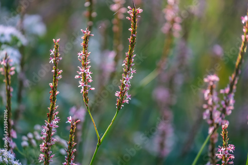 Bistorta amplexicaulis 'misty morning' (Persicaria amplexicaulis),An unusual, shortish new persicaria with very pale pink flowers from July to October.  © yujie