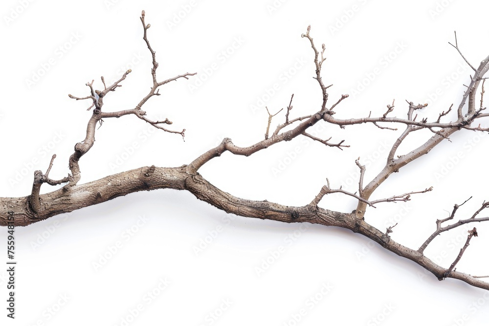 A bird sitting on top of a tree branch, suitable for nature themes. A bird sitting on top of a tree branch, suitable for nature themes.