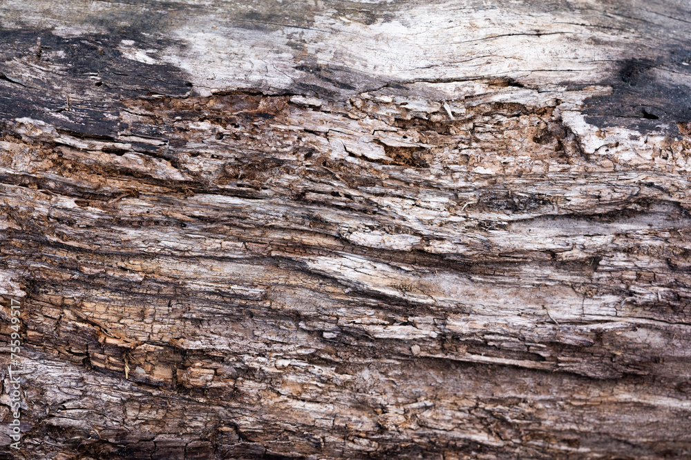 ancient tree close up background wallpaper ancient tree close up background wallpaper