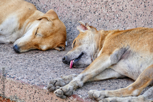 Portrait of a feral dogs in Ahmedabad, India © Schneestarre