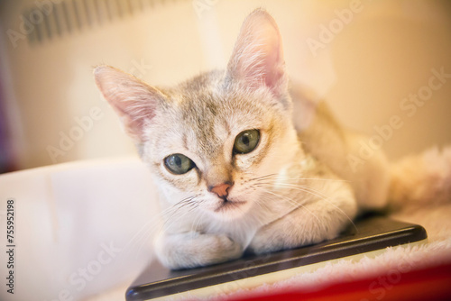 Singapura cat. Little kitty. Adorable looking home pet background. Purebreed cat.  photo