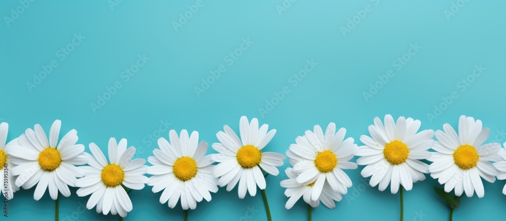 Obraz premium Floral Marguerites on Vibrant Background, with Blank Space for Text, Design Template