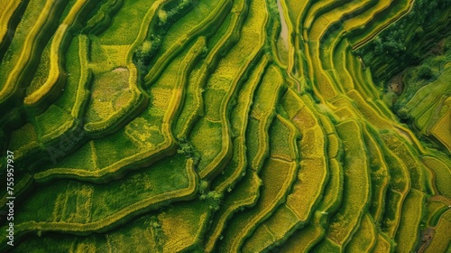 A stunning aerial view of the Longji rice terraces, perfect for travel and landscape websites.