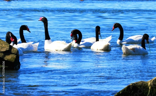 cisnes de cuello negro