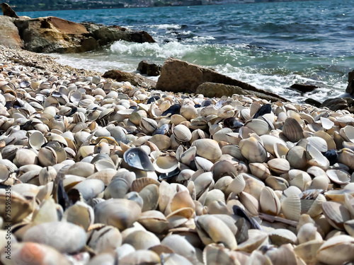 Conchas y mar