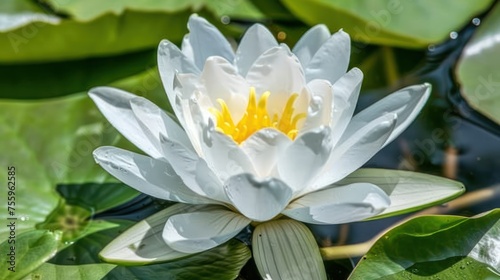 a close up of a white and yellow waterlily in a pond with lily pads and water lilies.