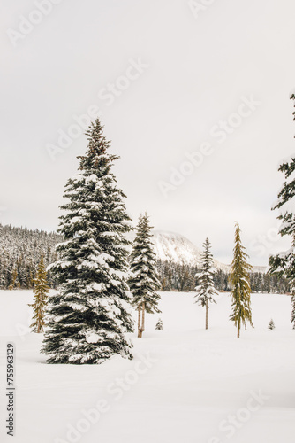snow covered evergreen trees by alpine lake