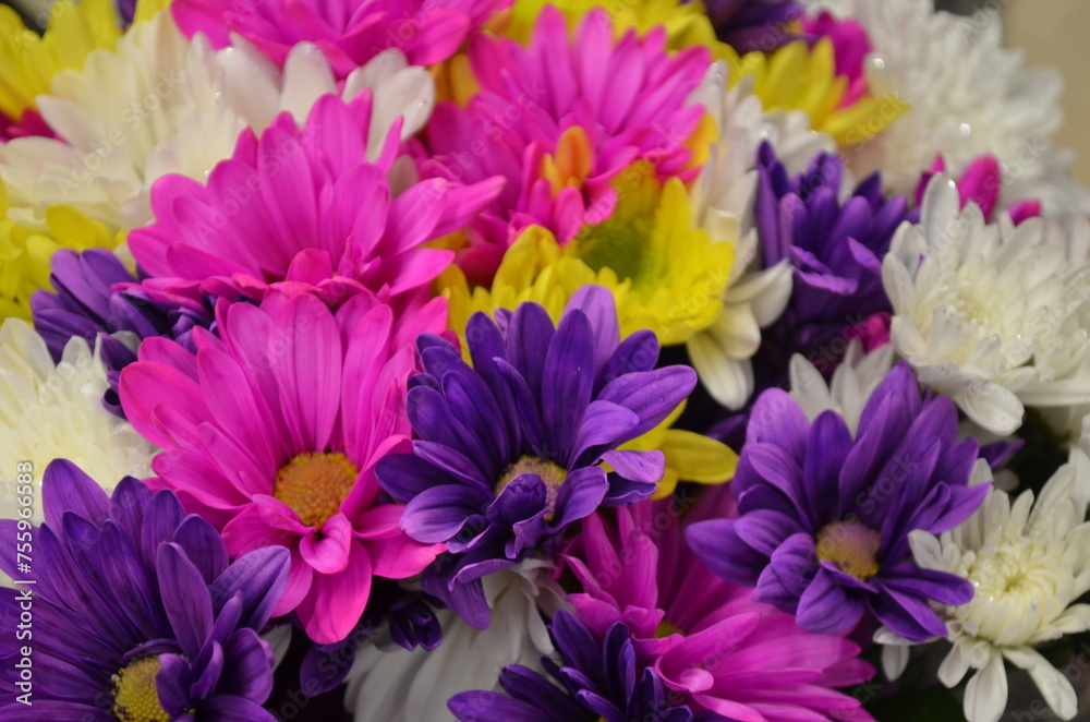 Fototapeta premium bouquet of pink and white tulips