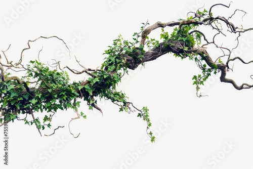 Close up of a branch with green leaves, suitable for nature and environmental concepts.