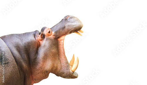 hippopotamus with open mouth isolated on white background