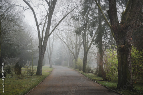 Allee im Morgennebel