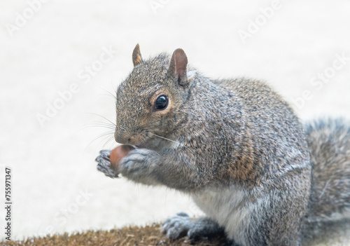 Eastern Gray Squirrel Rolling Acorn, Close Up