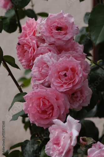Beautiful Rose, Rose, Bengal, Rose bengal, Wunderschöne Rosen, rot, rosa, aufgeblüht, mehrere © Ilona