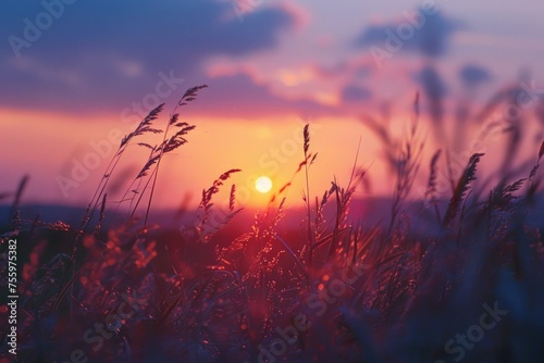 Beautiful sunset over a field of tall grass, ideal for nature backgrounds.