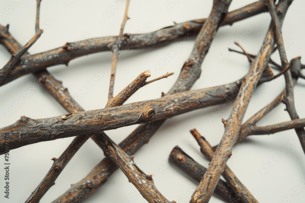 Fototapeta premium Close up of a bunch of twigs, suitable for nature backgrounds.