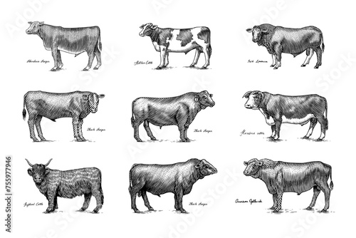 A Group Of Cows Standing Next To Each Other On A White Background. Farm cattle bulls. Different breeds of domestic animals. Engraved hand drawn monochrome sketch. Vintage line art. photo