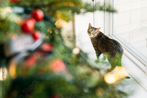 Christmas Cat Troublemaker 1