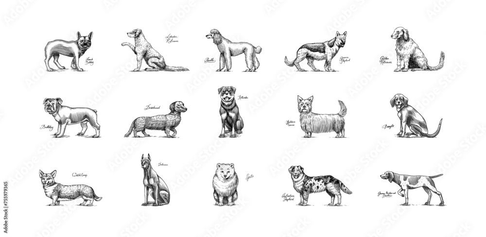 Dogs In This Drawing. Different breeds of domestic animals. Puppy characters design collection. Engraved hand drawn monochrome sketch. Vintage line art.