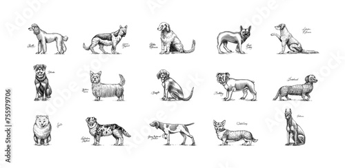 Fototapeta Naklejka Na Ścianę i Meble -  Dogs In This Drawing. Different breeds of domestic animals. Puppy characters design collection. Engraved hand drawn monochrome sketch. Vintage line art.