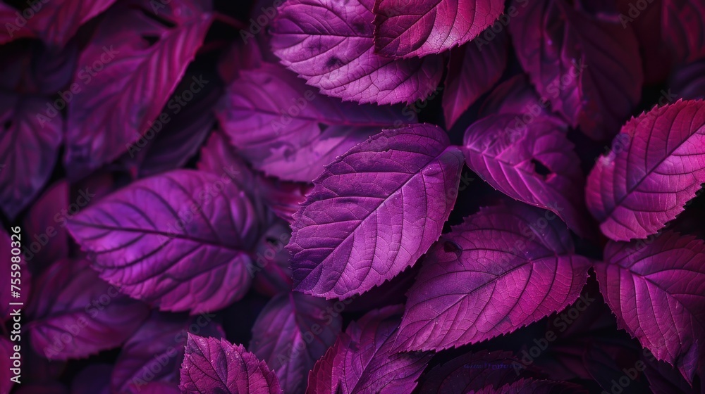 Detailed view of a cluster of purple leaves, perfect for botanical projects.