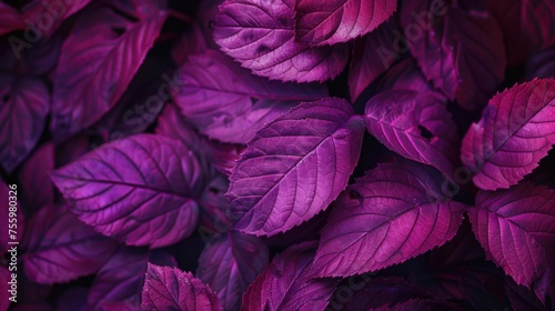 Detailed view of a cluster of purple leaves, perfect for botanical projects. © Fotograf