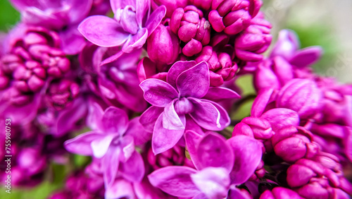 Lilac flowers close-up. Bright beautiful purple lilac flowers. Macro photo