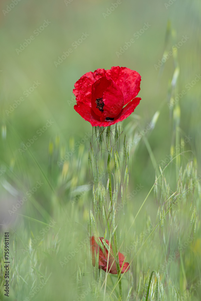 Obraz premium spring poppy flowers in spring, orange and black colored poppy flowers, close-up poppy flowers,