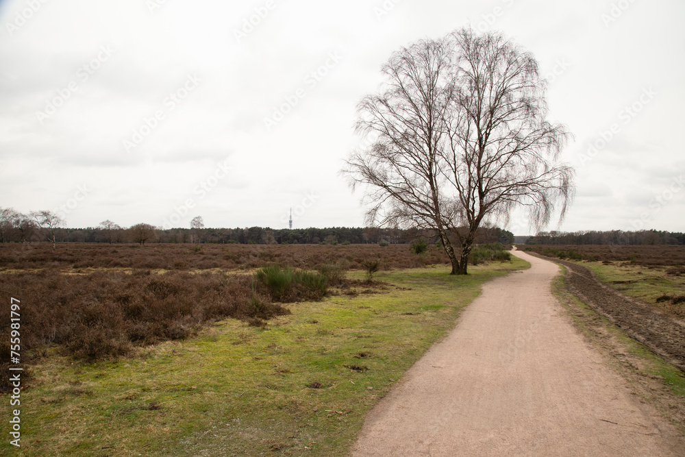 Cycle path through the heath in the Westerheide nature reserve between Laren and Hilversum.