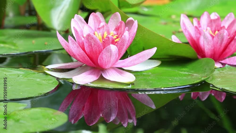 Pink water lily flower close-up in water Pink water lily flower close-up in water