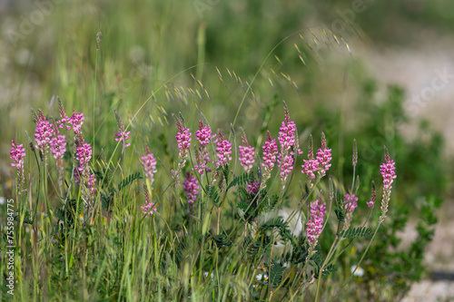 Common sainfoin or onobrychis viciifolia or sativa or esparcette flowers photo