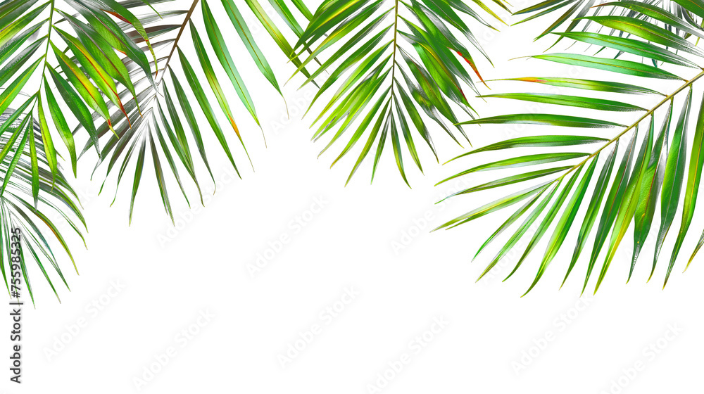 Obraz premium palm leaf border cut out isolated on transparent png background