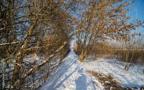 Na terenach podmokłych pokrytych drzewami - obszar pokryty śniegiem pod czystym niebem.Błękitne niebo, biały śnieg i bezlistne drzewa w pogodne zimowe popołudnie na dzikim terenie.
