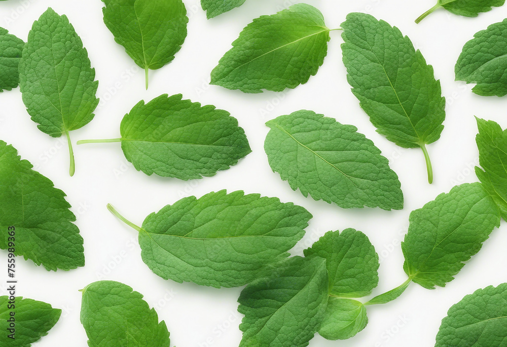 Fresh mint leaves set isolated on white background Fresh mint leaves set isolated on white background