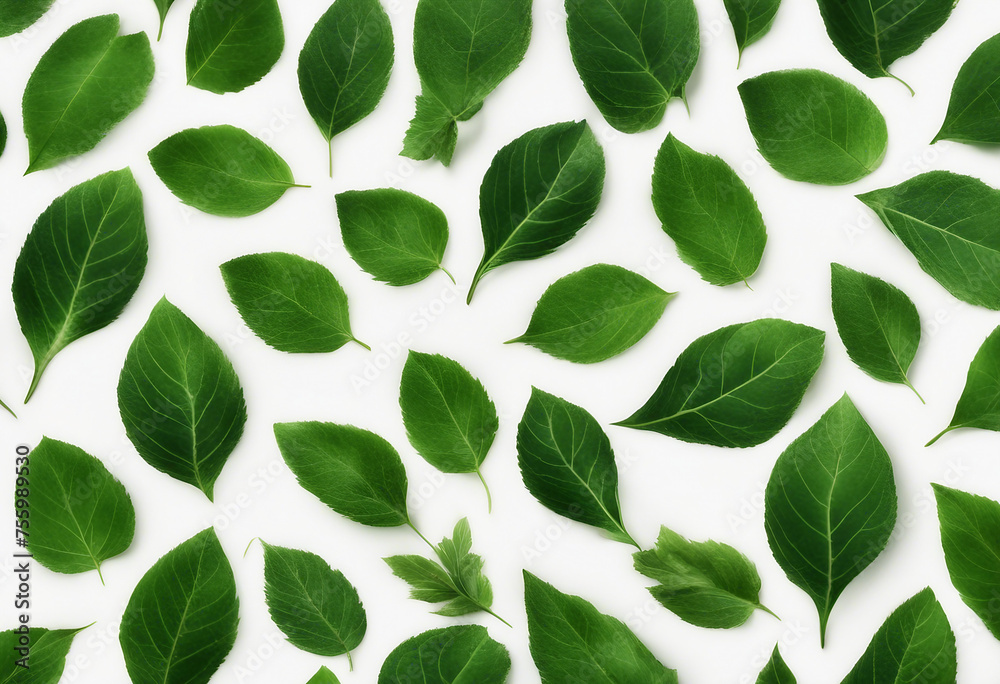 Set of green leaves isolated on white background Set of green leaves isolated on white background