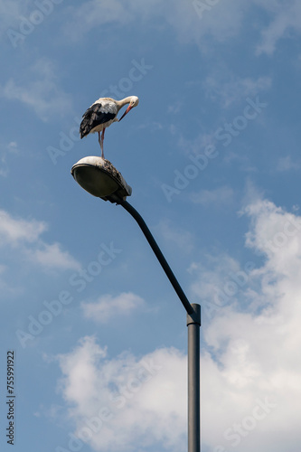 Obraz na płótnie Stork w salonie