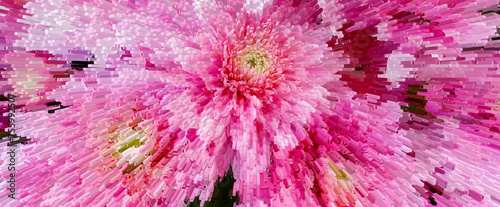 Abstract view of Blooming pink Mums or Chrysanthemums, autumn flower background.