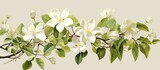 A cluster of white flowers with green leaves, set against a clean white background, creating a serene and elegant image of natures beauty