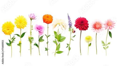 Set of different beautiful flowers on transparent or white background.
