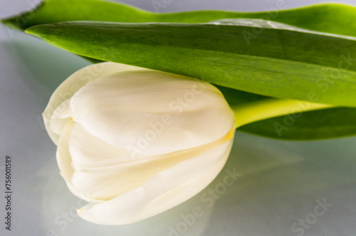 One white tulip on a light background