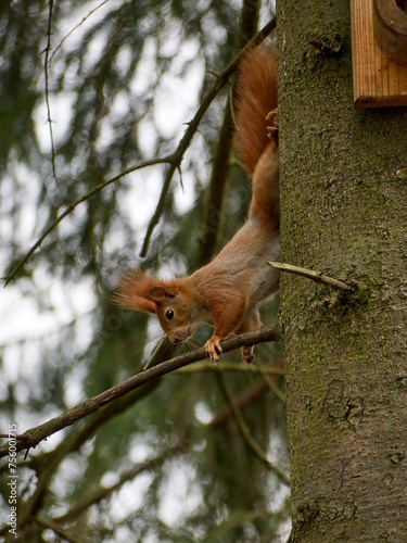 Wiewiórka pospolita / squirrel