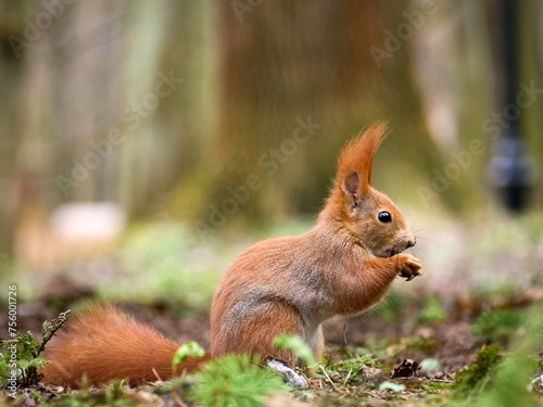 Wiewiórka pospolita / squirrel