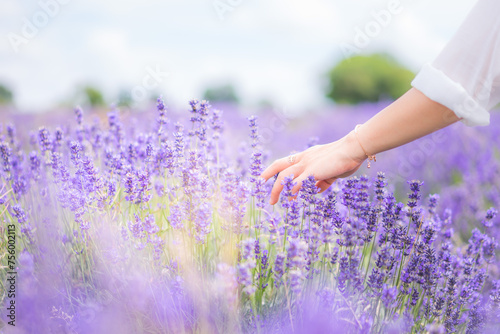 Young girl's hand touching and waving over the Lavender field on a nice blurry background