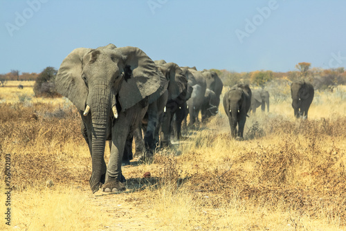 A herd of African elephants charging in Ethosa National Park Namibia on yellow grass savanna ground