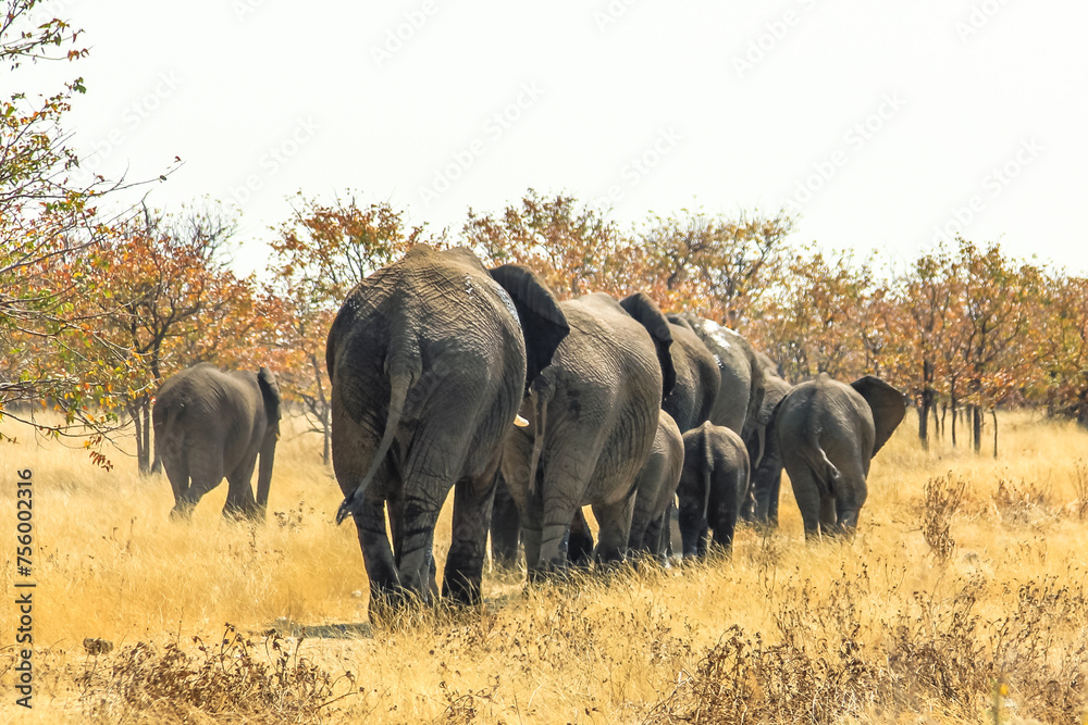 Fototapeta premium herd of African elephants walking away, from behind, in Ethosa National Park Namibia on yellow grass savanna ground
