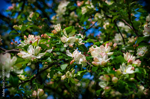 Delicate pink apple blossom	