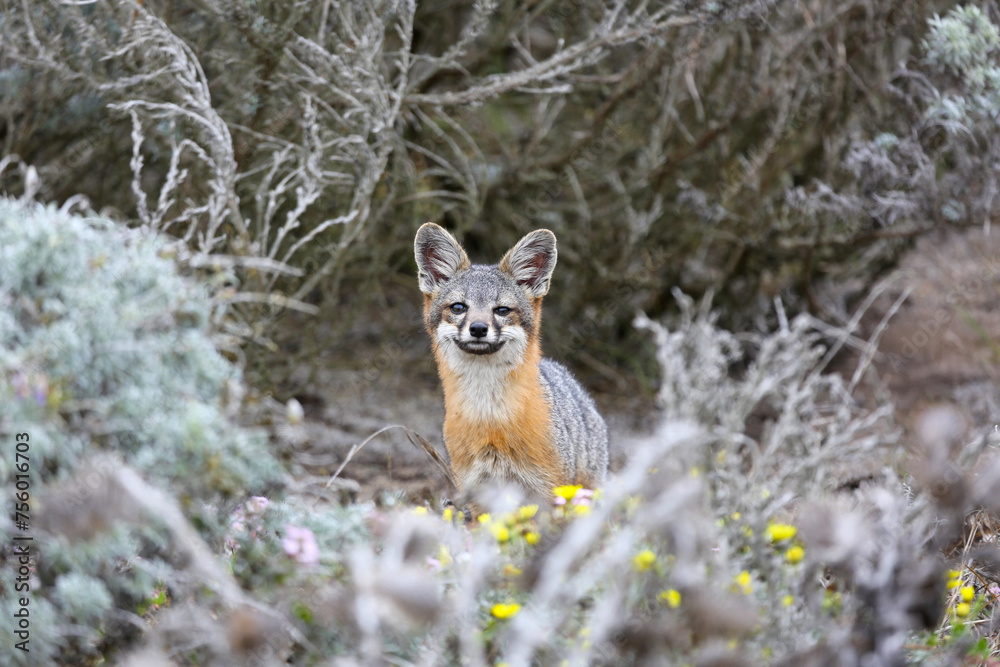 fox in desert bush fox in desert bush