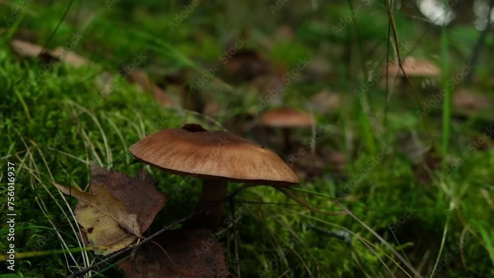 Brown mushroom hidden in grass in forest. Harvesting mushrooms covered with leaves, close up view. Picking poisonous or edible fungi in wood Brown mushroom hidden in grass in forest. Harvesting mushrooms covered with leaves, close up view. Picking poisonous or edible fungi in wood