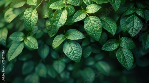 Green Foliage Nature Texture.jpeg photo