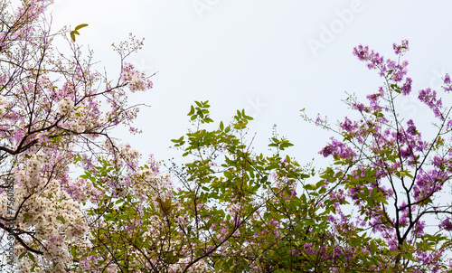 Thai bungor tree (Lagerstroemia loudonii Teijsm and Binn) photo